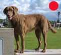 Retriever (Chesapeake Bay) in the UK