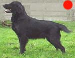 Retriever (Flat Coated) in the UK