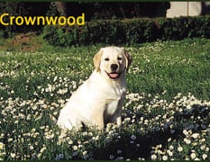 Retriever (Labrador) in the UK