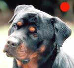 Rottweiler in the UK