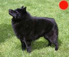Schipperke in the UK