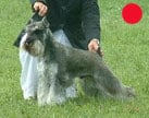 Schnauzer (Miniature) in the UK