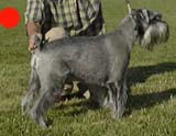 Schnauzer in the UK