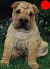 Shar Pei in the UK