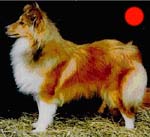Shetland Sheepdog in the UK
