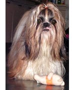 Shih Tzu in the UK