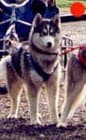 Siberian Husky in the UK