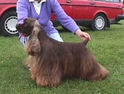 Spaniel (American Cocker) in the UK