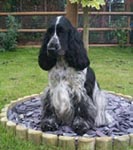 Spaniel (English Cocker) in the UK