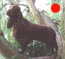 Spaniel (Field) in the UK