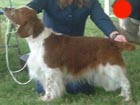 Spaniel (Welsh Springer) in the UK