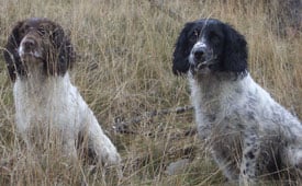 Spaniel (English Springer) in the UK
