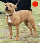 Staffordshire Bull Terrier in the UK