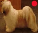 Tibetan Terrier in the UK