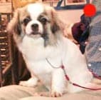 Tibetan Spaniel in the UK