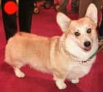 Welsh Pembroke Corgi in the UK