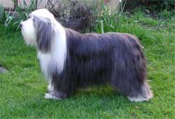 Bearded Collie in the UK