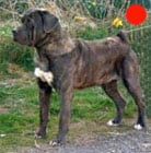 Cane Corso in the UK
