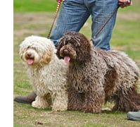 Cockapoo in the UK