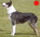 Collie Smooth in the UK