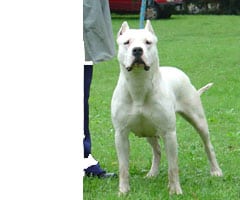 Dogo Argentino in the UK