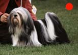 Lhasa Apso in the UK
