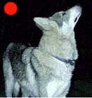 Northern Inuit in the UK