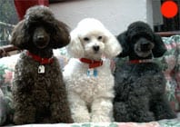 Poodle (Miniature) in the UK