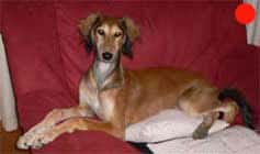 Saluki in the UK