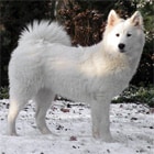 Samoyed in the UK