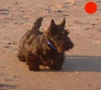 Scottish Terrier in the UK