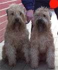 Soft Coated Wheaten Terrier in the UK