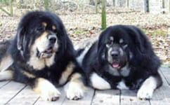 Tibetan Mastiff in the UK