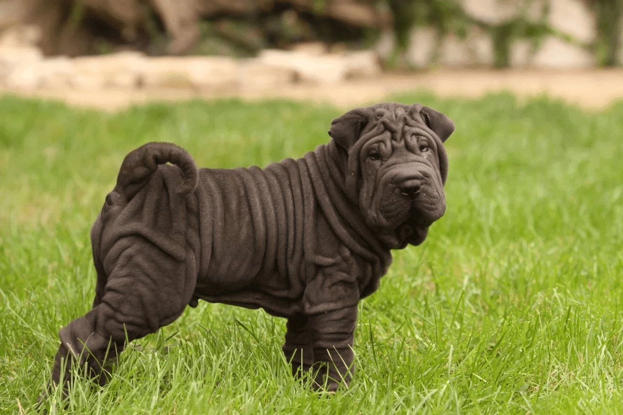 Basset deals shar pei