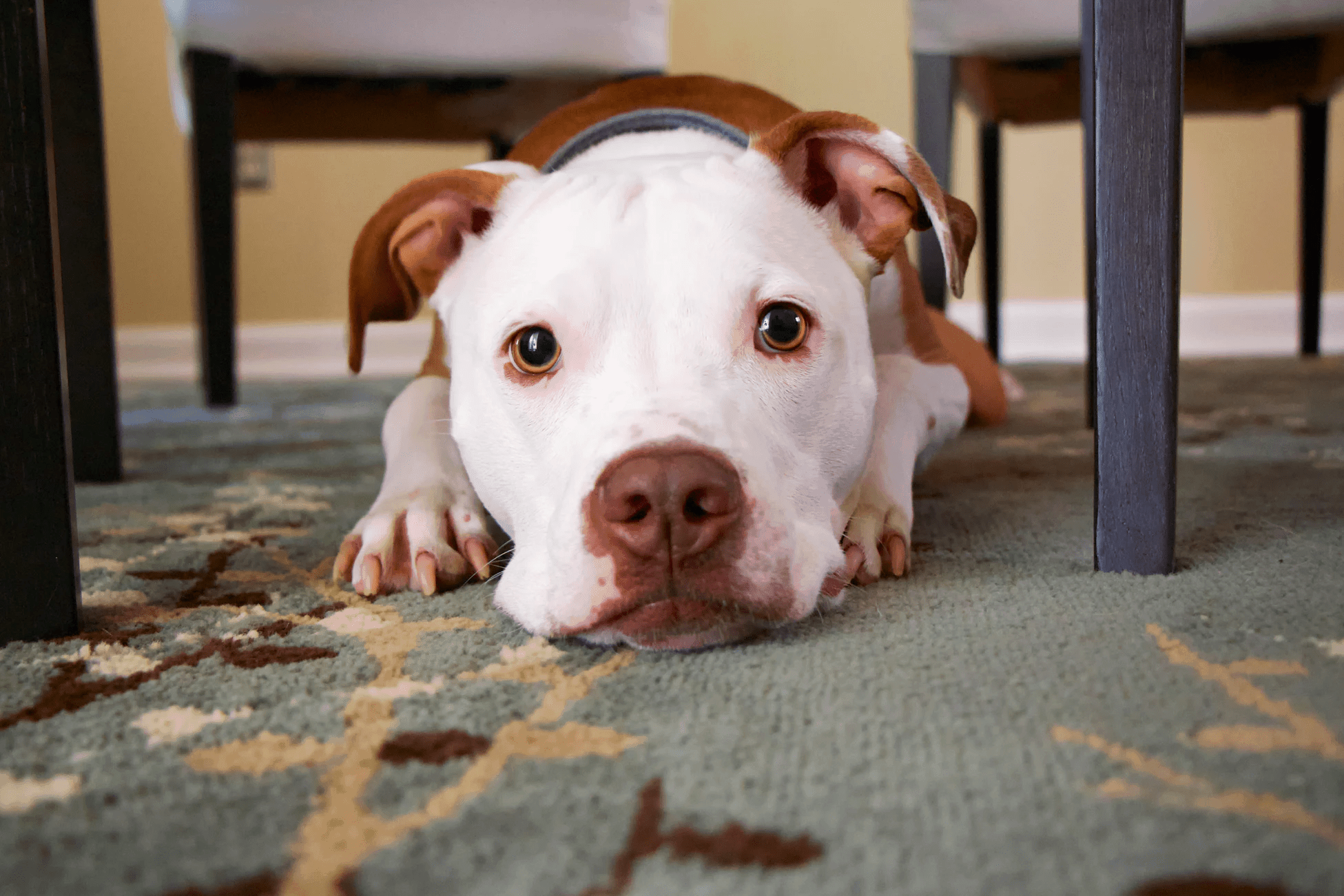 how to remove old dog poop stains from carpet