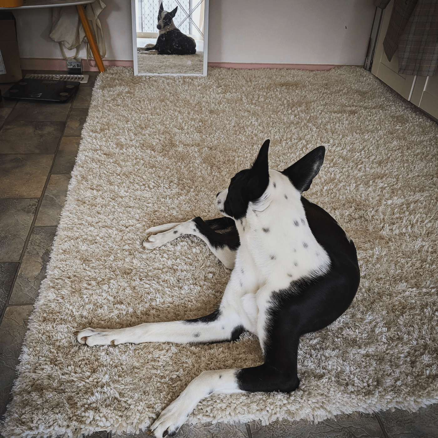 how to remove old dog poop stains from carpet